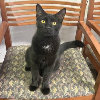 Rescue Domestic Short Hair Cats for Adoption in Antioch, California - Beary | PetCurious