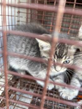 A657708 -  Domestic Short Hair Cat for Adoption in Houston, Texas - A657708 | PetCurious