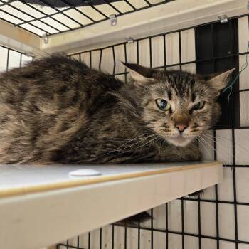 Domestic Long Hair Cats Available for Adoption in Graham, Texas - Gin Gin | PetCurious
