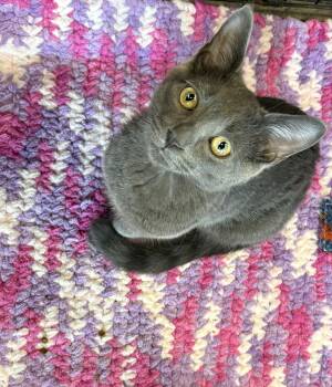 Domestic Short Hair Cats Available for Adoption in Shakespeare, Ontario - PAIGE | PetCurious