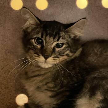 Pollux -  Domestic Medium Hair Cat for Adoption in Norman, Oklahoma - Pollux | PetCurious