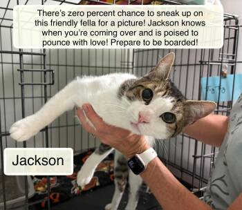 Jackson -  Domestic Short Hair Cat for Adoption in Ellicott City, Maryland - Jackson | PetCurious