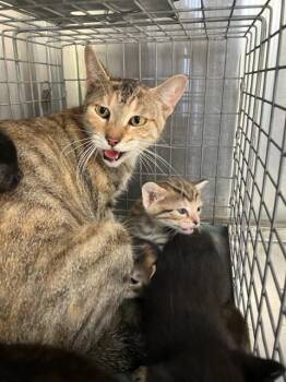 FREDA -  Domestic Short Hair Cat for Adoption in Dallas, Texas - FREDA | PetCurious