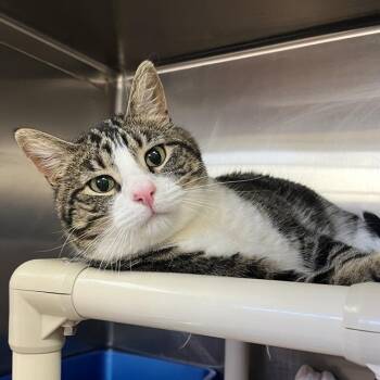 Domestic Short Hair Cats Available for Adoption - Huxley | PetCurious