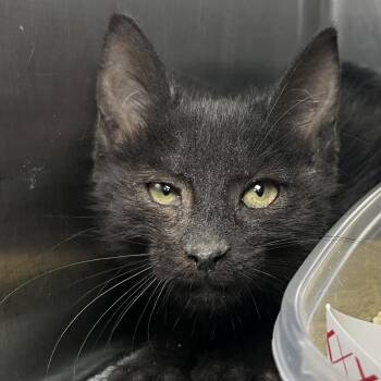 Aster -  Domestic Short Hair Cat for Adoption in Palm Springs, California - Aster | PetCurious