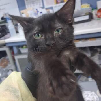 Largo (L#6) -  Domestic Short Hair Cat for Adoption in Marble, North Carolina - Largo (L#6) | PetCurious