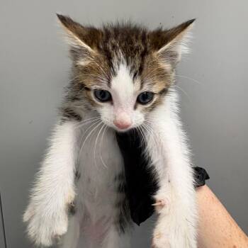 Sage -  Domestic Short Hair Cat for Adoption in Columbiana, Alabama - Sage | PetCurious