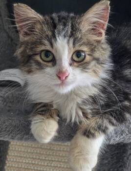 FRIDO -  Ragdoll and Maine Coon Cat for Adoption - FRIDO | PetCurious