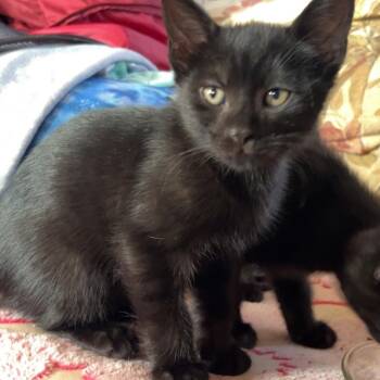 Baggerah -  Domestic Short Hair Cat for Adoption in Johnson City, Tennessee - Baggerah | PetCurious