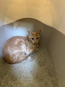 Cheesecake -  Domestic Short Hair Cat for Adoption in Ontario, California - Cheesecake | PetCurious
