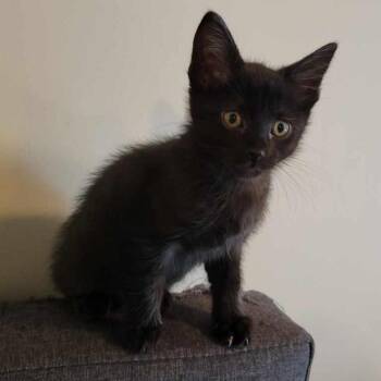 Crobat -  Domestic Short Hair Cat for Adoption in Houston, Texas - Crobat | PetCurious
