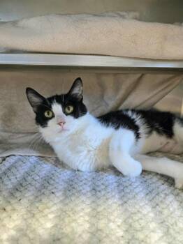 Rescue Domestic Short Hair Cats for Adoption in Watertown, Wisconsin - Daisy | PetCurious