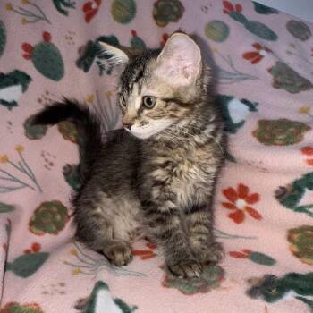 Rescue Domestic Long Hair Cats for Adoption in Brea, California - Sega | PetCurious