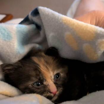 Domestic Medium Hair Cats Available for Adoption in Little Mountain, South Carolina - Rumi | PetCurious