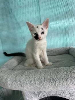 Mauro -  Domestic Short Hair Cat for Adoption in New Bedford, Massachusetts - Mauro | PetCurious