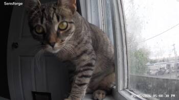 Leah -  Domestic Short Hair Cat for Adoption in Ionia, Michigan - Leah | PetCurious