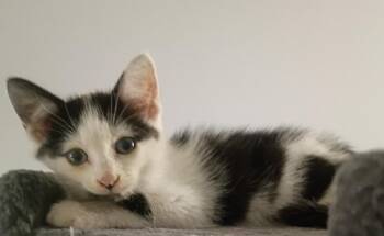 Milkshake -  Domestic Short Hair Cat for Adoption in Orlando, Florida - Milkshake | PetCurious