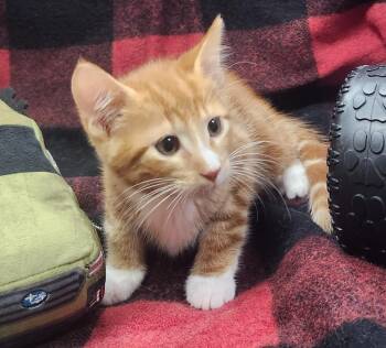 Gordon -  Domestic Short Hair Cat for Adoption in Little Rock, Arkansas - Gordon | PetCurious