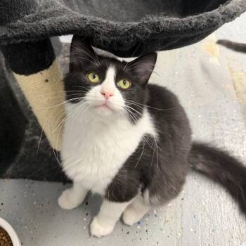 Tidal Wave -  Domestic Short Hair Cat for Adoption in Pontiac, Illinois - Tidal Wave | PetCurious