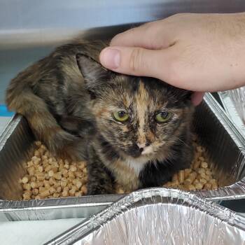 Sandy -  Domestic Short Hair Cat for Adoption in Greensboro, North Carolina - Sandy | PetCurious
