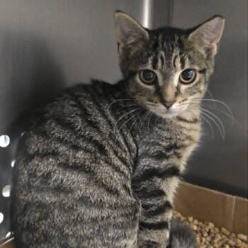Gidget -  Domestic Short Hair Cat for Adoption in Orange, Virginia - Gidget | PetCurious