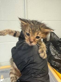 Wobbegong -  Domestic Short Hair Cat for Adoption in Cincinnati, Ohio - Wobbegong | PetCurious