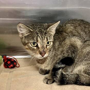 Ava -  Domestic Short Hair Cat for Adoption in Port Charlotte, Florida - Ava | PetCurious