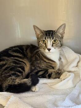BUTTER -  Domestic Short Hair Cat for Adoption in Santa Cruz, California - BUTTER | PetCurious