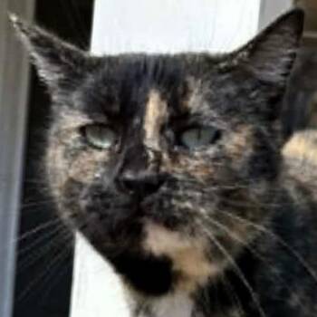 Marigold -  Domestic Short Hair Cat Available for Adoption in Lenexa, Kansas - Marigold | PetCurious