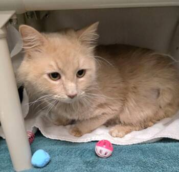 MR. FLUFFERSON -  Domestic Medium Hair Cat for Adoption in Derwood, Maryland - MR. FLUFFERSON | PetCurious