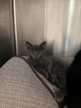 Katara -  Domestic Short Hair Cat for Adoption in Farmers Branch, Texas - Katara | PetCurious