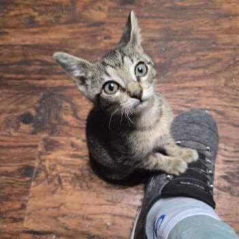 Registeel -  Domestic Short Hair Cat for Adoption in San Antonio, Texas - Registeel | PetCurious