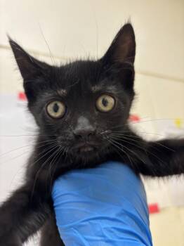 Ernie -  Domestic Short Hair Cat for Adoption in Santa Rosa, California - Ernie | PetCurious