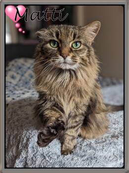 Domestic Long Hair Cats Available for Adoption - MATTI | PetCurious