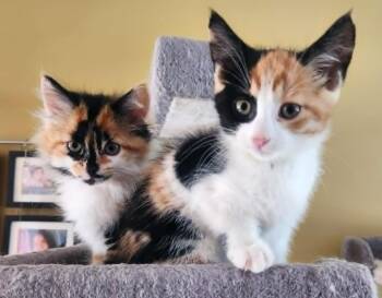 Lolita et Poker Face -  Domestic Short Hair Cat for Adoption in Chertsey, Quebec - Lolita Et Poker Face | PetCurious