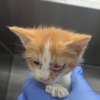 Libby -  Domestic Short Hair Cat for Adoption in Pasadena, California - Libby | PetCurious