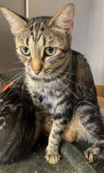 Ruby -  Domestic Short Hair Cat for Adoption in Roseville, California - Ruby | PetCurious