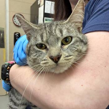 Domestic Short Hair Cats Available for Adoption in Troy, Virginia - Derek | PetCurious