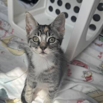 Domestic Short Hair Cats Available for Adoption in Wilmington, Delaware - Velma | PetCurious