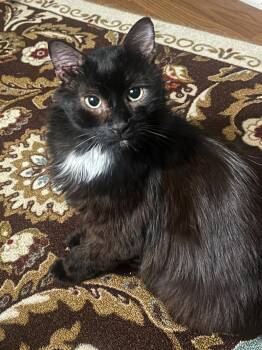 Theo -  Domestic Medium Hair Cat for Adoption in College Station, Texas - Theo | PetCurious
