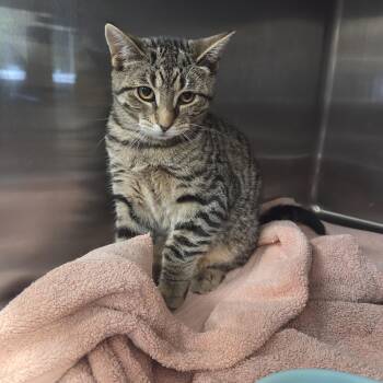 Paisley -  Domestic Short Hair Cat for Adoption in Old Bridge, New Jersey - Paisley | PetCurious