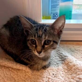 Domestic Short Hair Cats Available for Adoption in Sandy Springs, Georgia - Acorn | PetCurious
