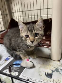 Rescue Domestic Short Hair Cats for Adoption in North Charleston, South Carolina - 87977a Low Sodium | PetCurious