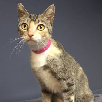 Domestic Short Hair Cats Available for Adoption in Lakeland, Florida - Echo | PetCurious