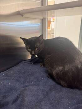 Domestic Short Hair Cats Available for Adoption in Kansas City, Missouri - I