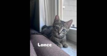 Domestic Short Hair Cats Available for Adoption in Ruskin, Florida - Lance | PetCurious
