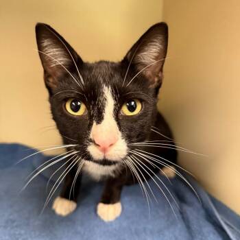 Fuzz Aldrin -  Domestic Short Hair Cat for Adoption in Port Richey, Florida - Fuzz Aldrin | PetCurious