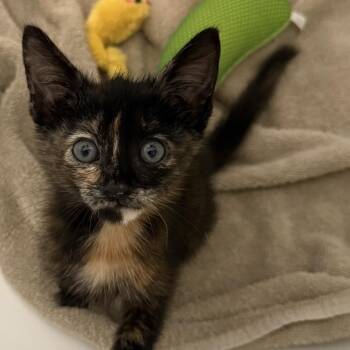 Daphne -  Domestic Short Hair Cat for Adoption in Port Richey, Florida - Daphne | PetCurious