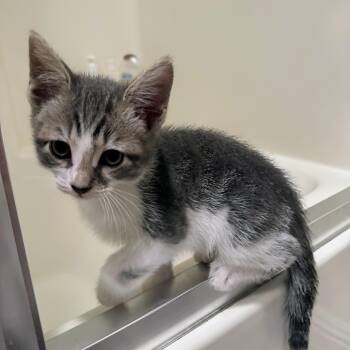 Harry Potter -  Tabby Cat for Adoption in San Juan Capistrano, California - Harry Potter | PetCurious