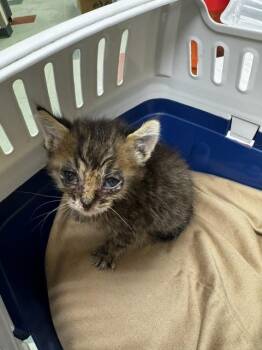 Domestic Short Hair Cats Available for Adoption in Thousand Palms, California - A1919457 | PetCurious